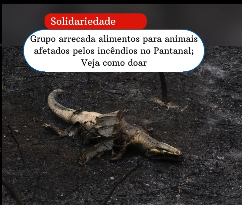 Grupo arrecada alimentos para animais afetados pelos incêndios no Pantanal; Veja como doar